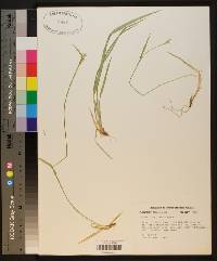 Carex crebriflora image