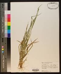 Carex crebriflora image