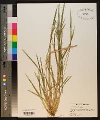 Carex crebriflora image