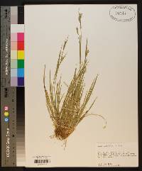 Carex crebriflora image