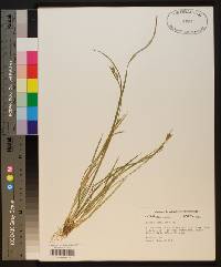 Carex crebriflora image