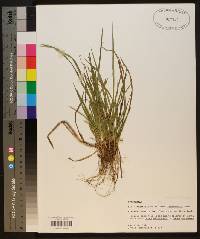 Carex digitalis var. asymmetrica image