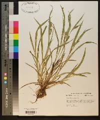 Carex flaccosperma image