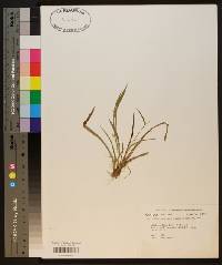 Carex flaccosperma image