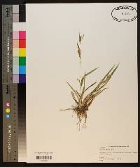 Carex flaccosperma image