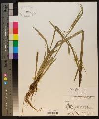 Carex folliculata image