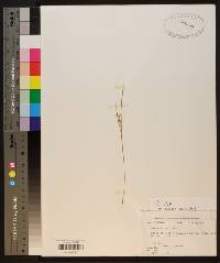 Carex garberi image