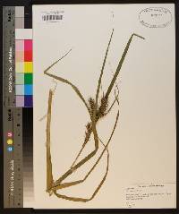 Carex gigantea image