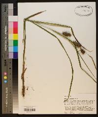 Carex gigantea image