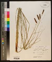 Carex glaucescens image