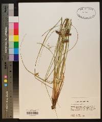 Carex glaucescens image