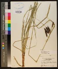 Carex glaucescens image