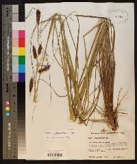 Carex glaucescens image