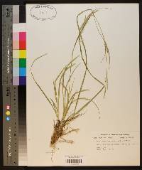 Carex impressinervia image