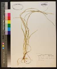 Carex impressinervia image