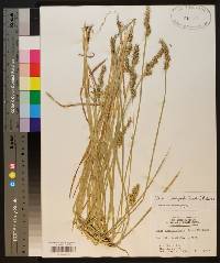 Carex laevivaginata image