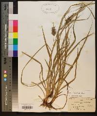 Carex louisianica image