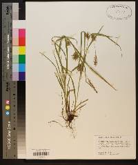 Carex louisianica image