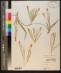 Carex microdonta image