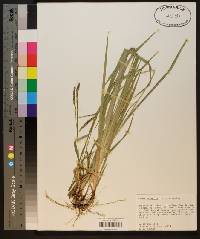 Carex oxylepis image