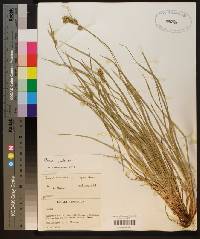 Carex pallescens image