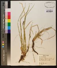 Carex picta image