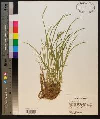 Carex prasina image