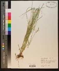 Carex reniformis image