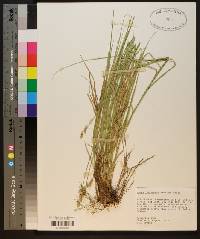 Carex reniformis image