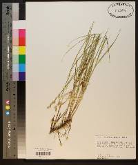 Carex reniformis image