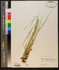 Carex reniformis image