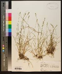 Carex retroflexa image