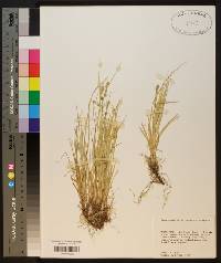 Carex socialis image