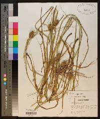 Carex squarrosa image