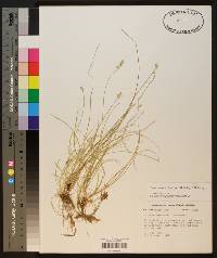 Carex texensis image