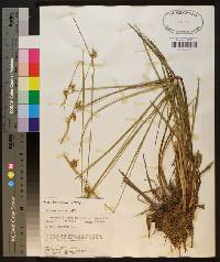 Carex turgescens image