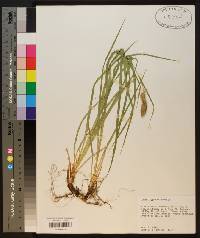 Carex typhina image