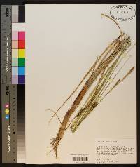 Carex striata image