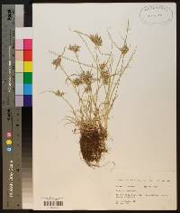 Cyperus compressus image