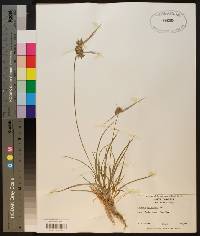 Cyperus filiculmis image