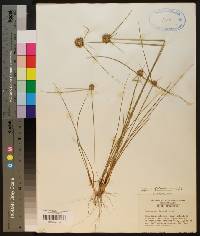 Cyperus filiculmis image