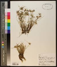 Cyperus flavescens image