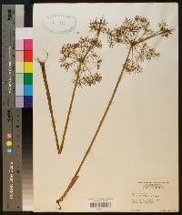 Cyperus haspan image