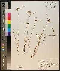 Cyperus louisianensis image