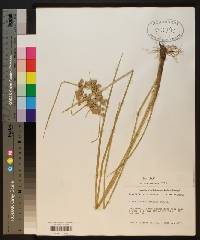 Cyperus pseudovegetus image