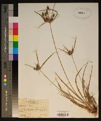 Cyperus retrorsus image