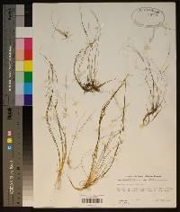 Eleocharis baldwinii image