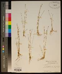 Eleocharis albida image