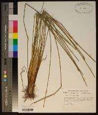 Eleocharis cellulosa image