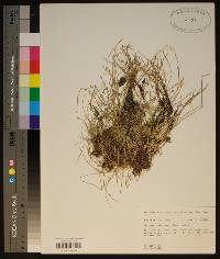 Eleocharis flavescens image